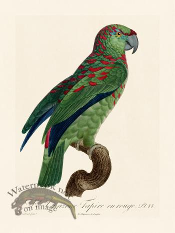 Barraband Parrot 088